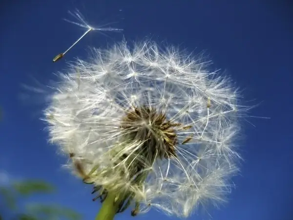 Meadow Daisy Dandelion Brushes