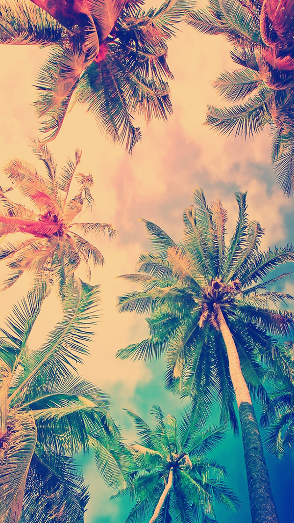 Nature Coconut Tree Sky iPhone 5s Background