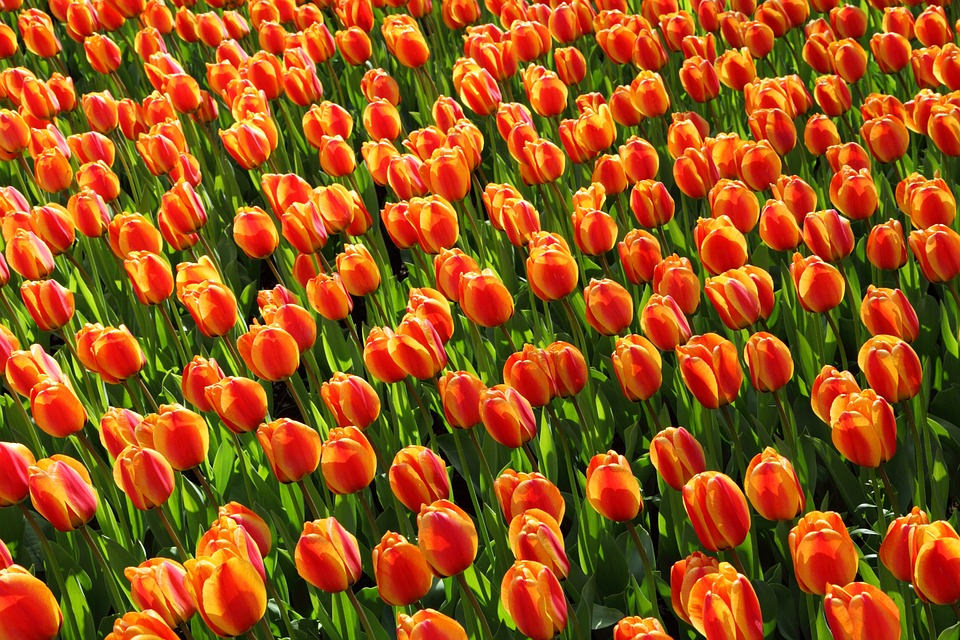 Orange red Tulips Tumblr Background