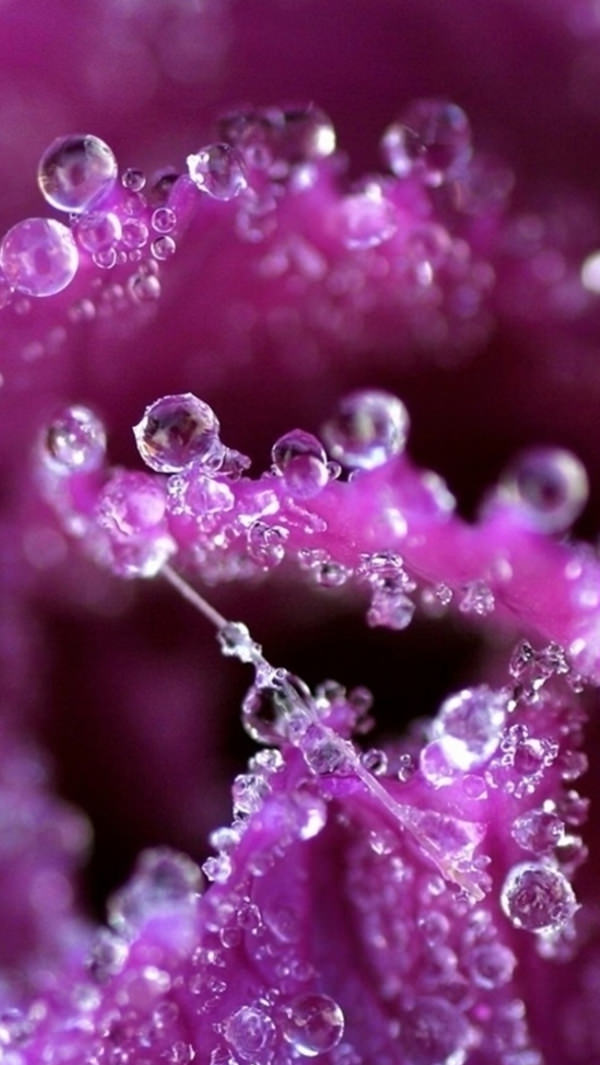 Pure Dew Purple Flower iPhone 5s Background