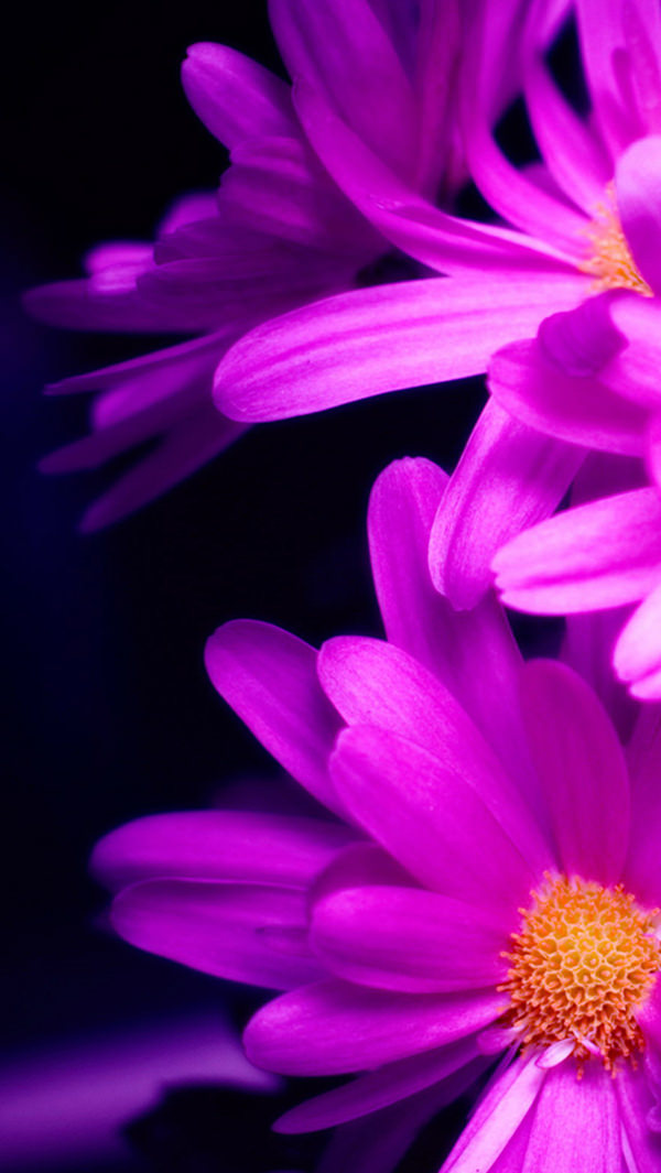 Purple Daisy Flower iPhone 5s Background