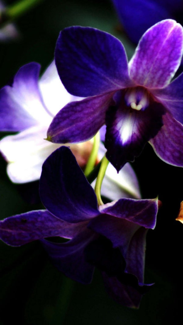 Purple Orchid Flower iPhone Background