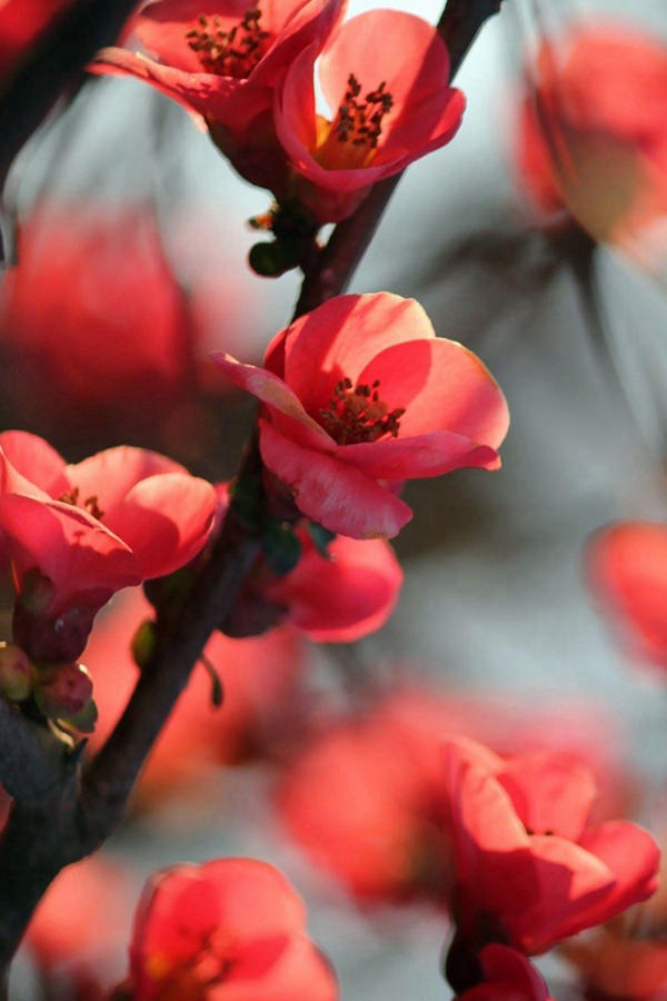 Red Cherry Tree Flowers iPhone 4s Background