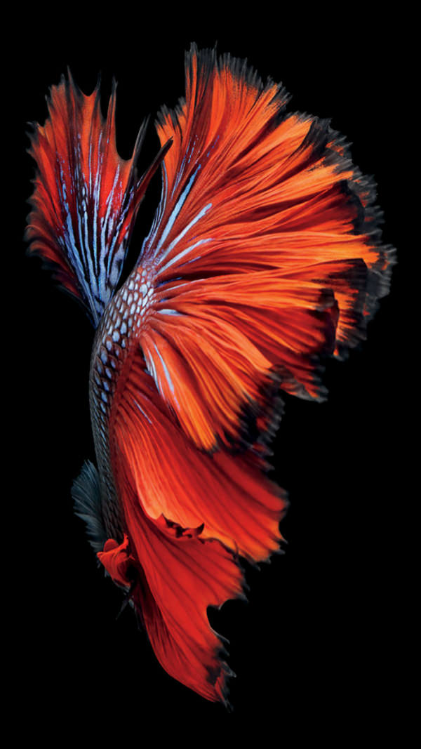 Red Fish Dark Artwork iPhone 6 Background