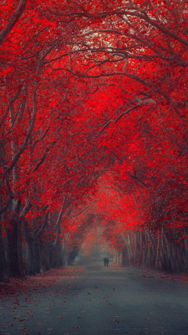 Red Forest Pathway iPhone 6 Background
