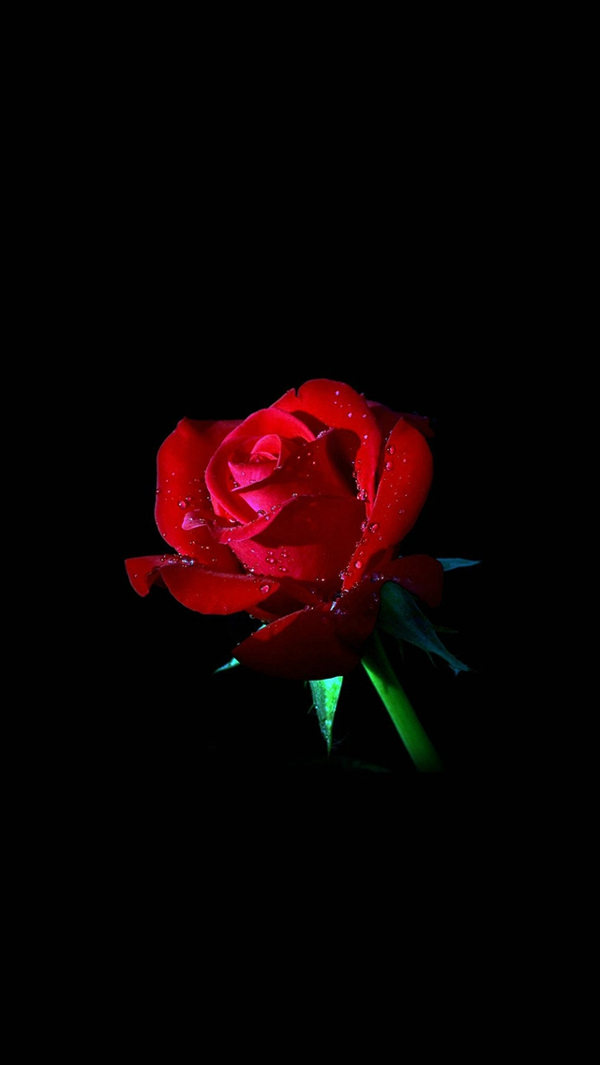 Red Rose Dark Flower iPhone 5s Background