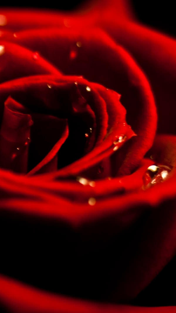 Red Rose Dew Closeup iPhone 5s Background