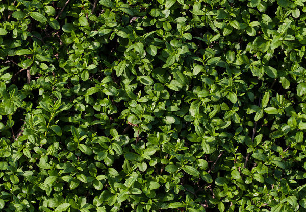 Seamless Tileable Hedge Grass Texture