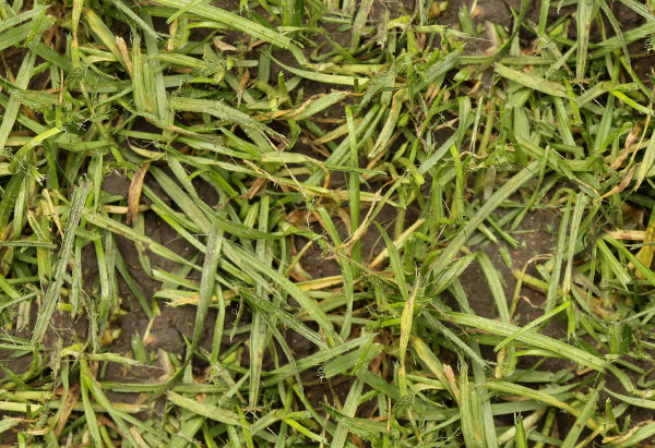 Seamless Wet Grass Texture