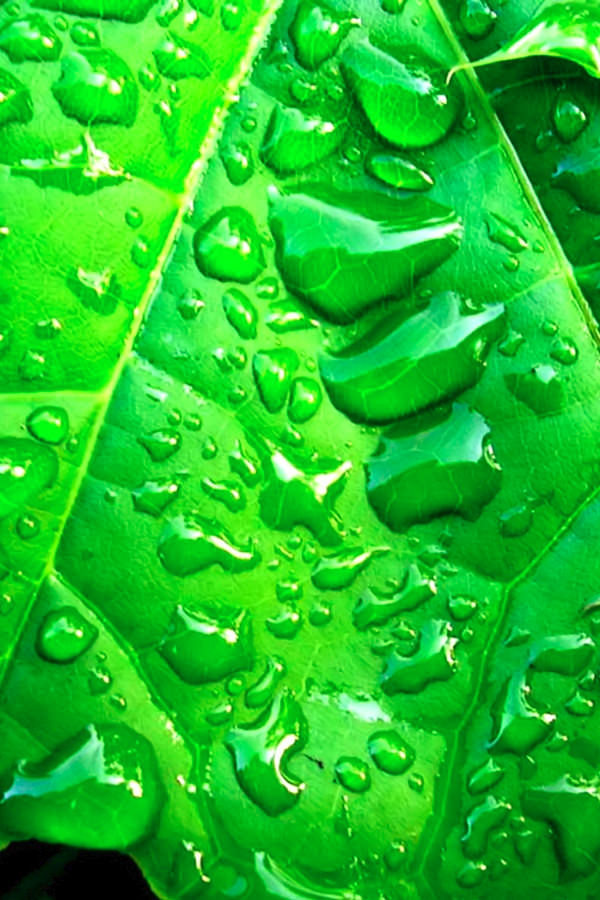 Water Drops on Leaf iPhone 4s Background