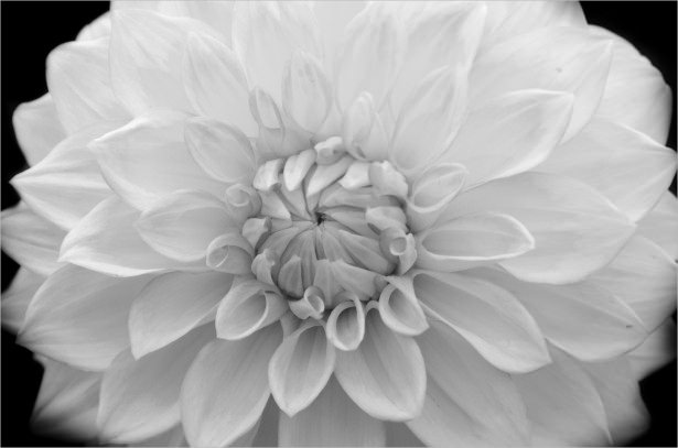 White Flower in Black Background For Free