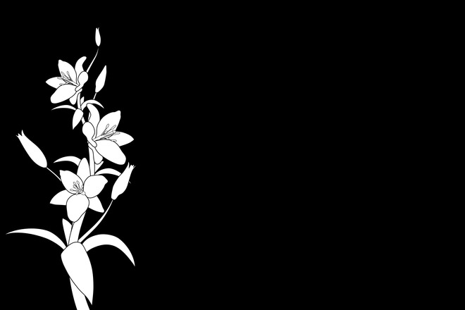 White Lilies in Black Background