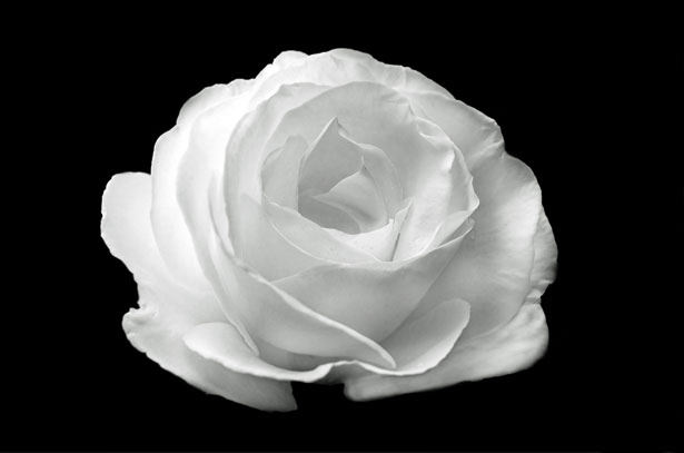 White Rose in Black Background