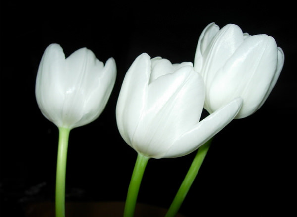 White Tulips in Black Background