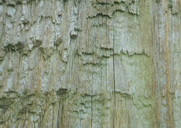 Wood Grain Texture for Photoshop