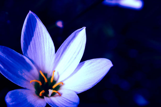 Amazing Blue Flower Background