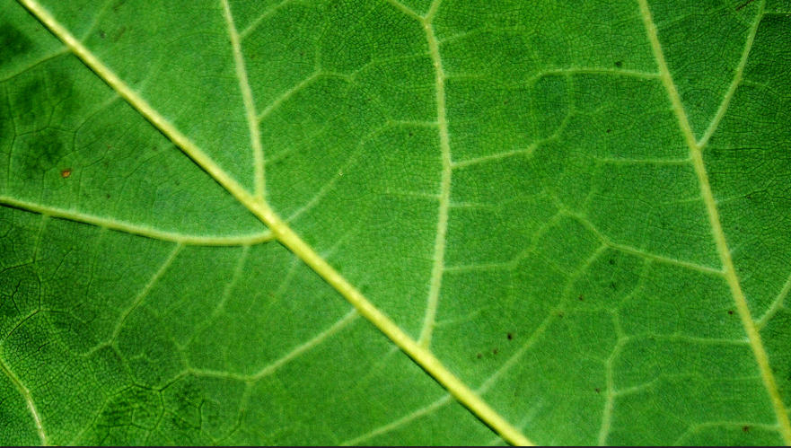 Amazing Leaf Texture For Free 