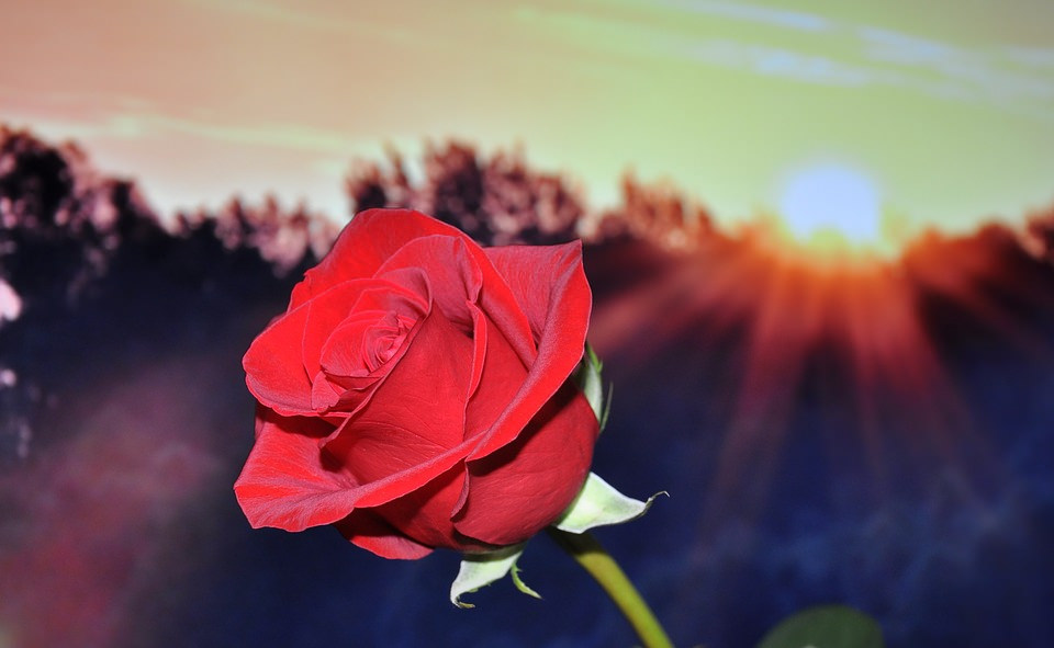 Amazing Red Rose Flower Background