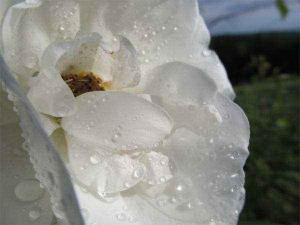 Amazing White Flower Background