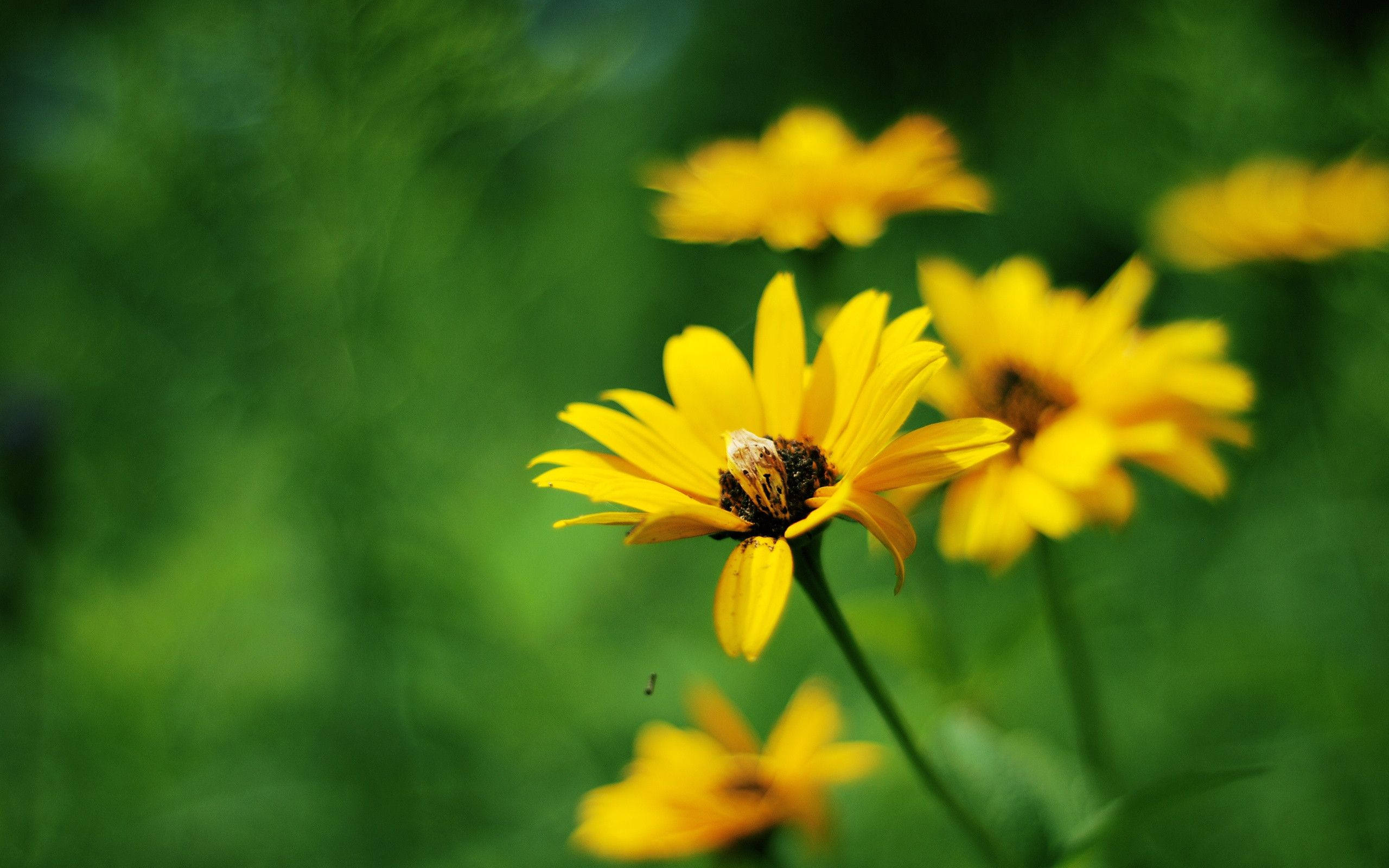 Amazing Yellow Flower Background