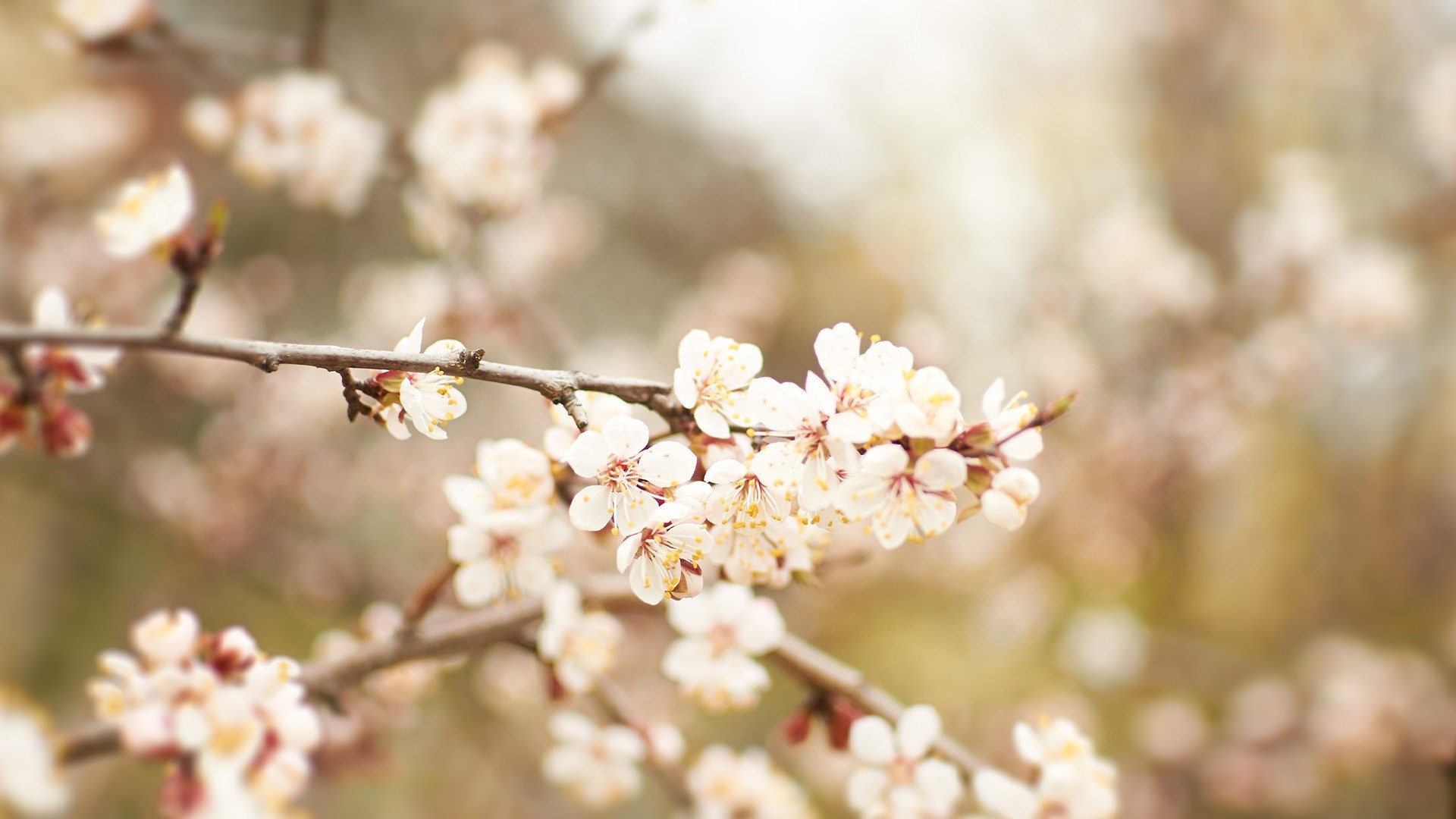 Apricot Blossom White Flower Background