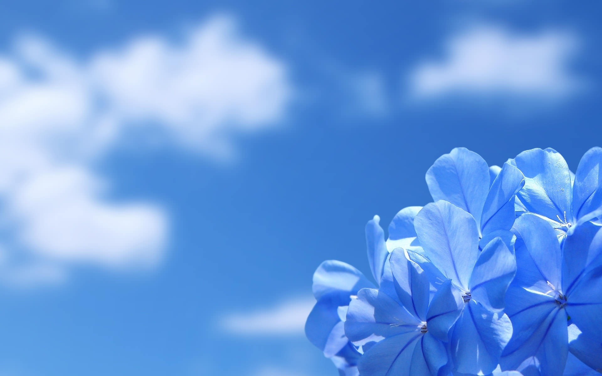 Flowers Background Blue