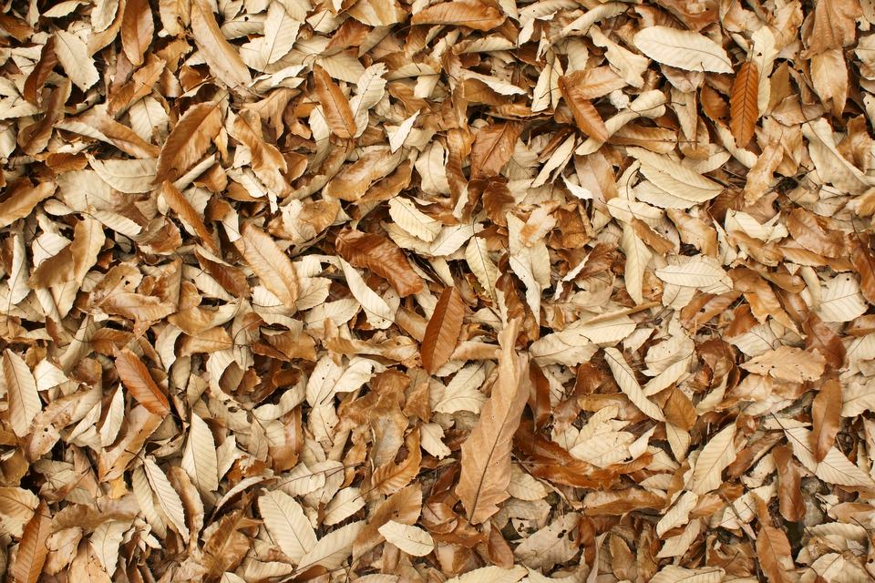 Autmn Leaf Texture For Free