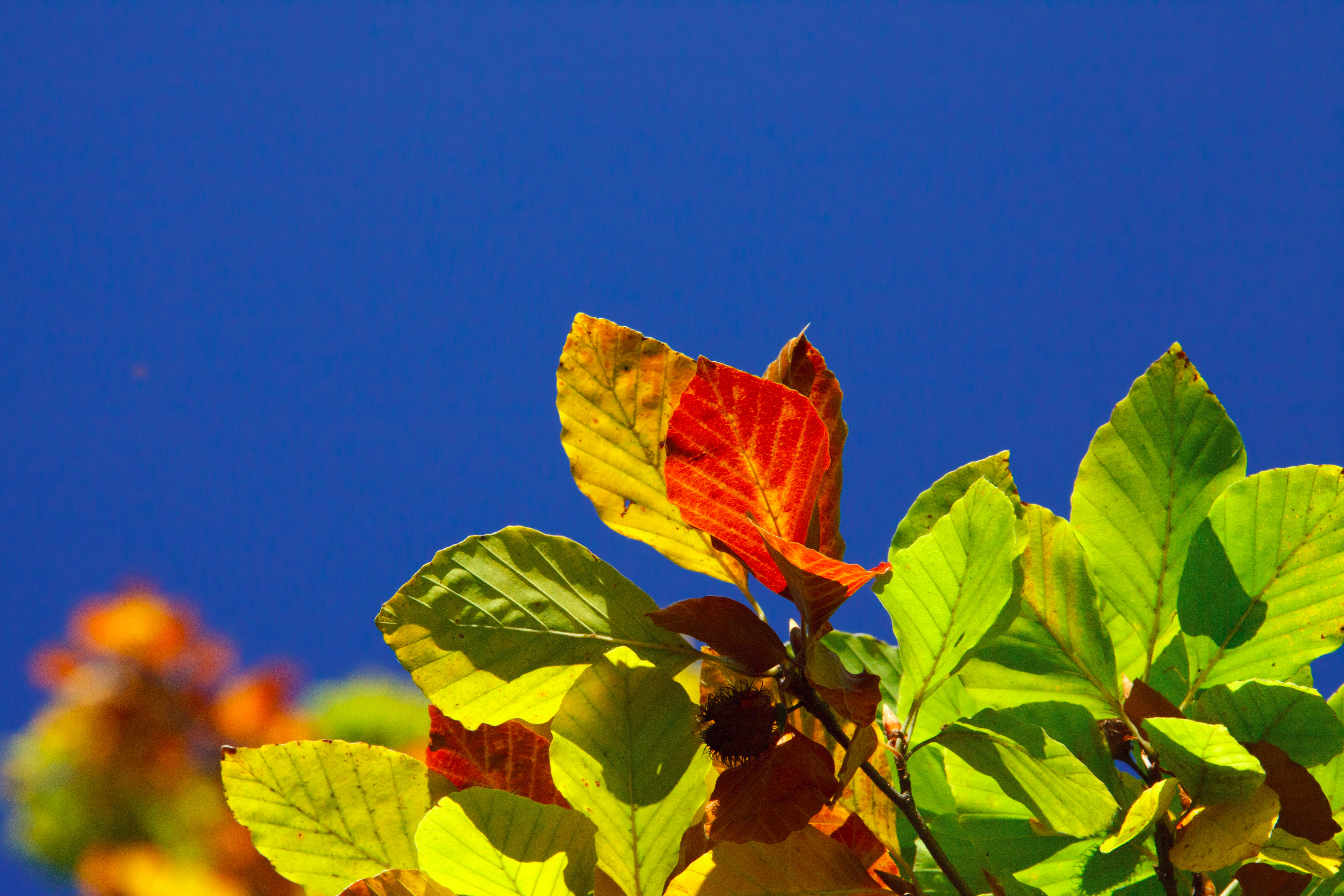 Autumn Leaves in Blue Sky Background