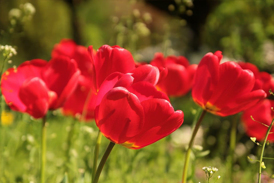 Awesome Red Tulip Flowers Background