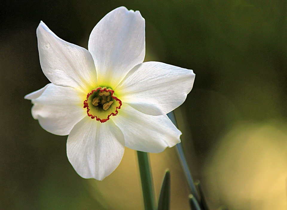 Awesome White Flower Background