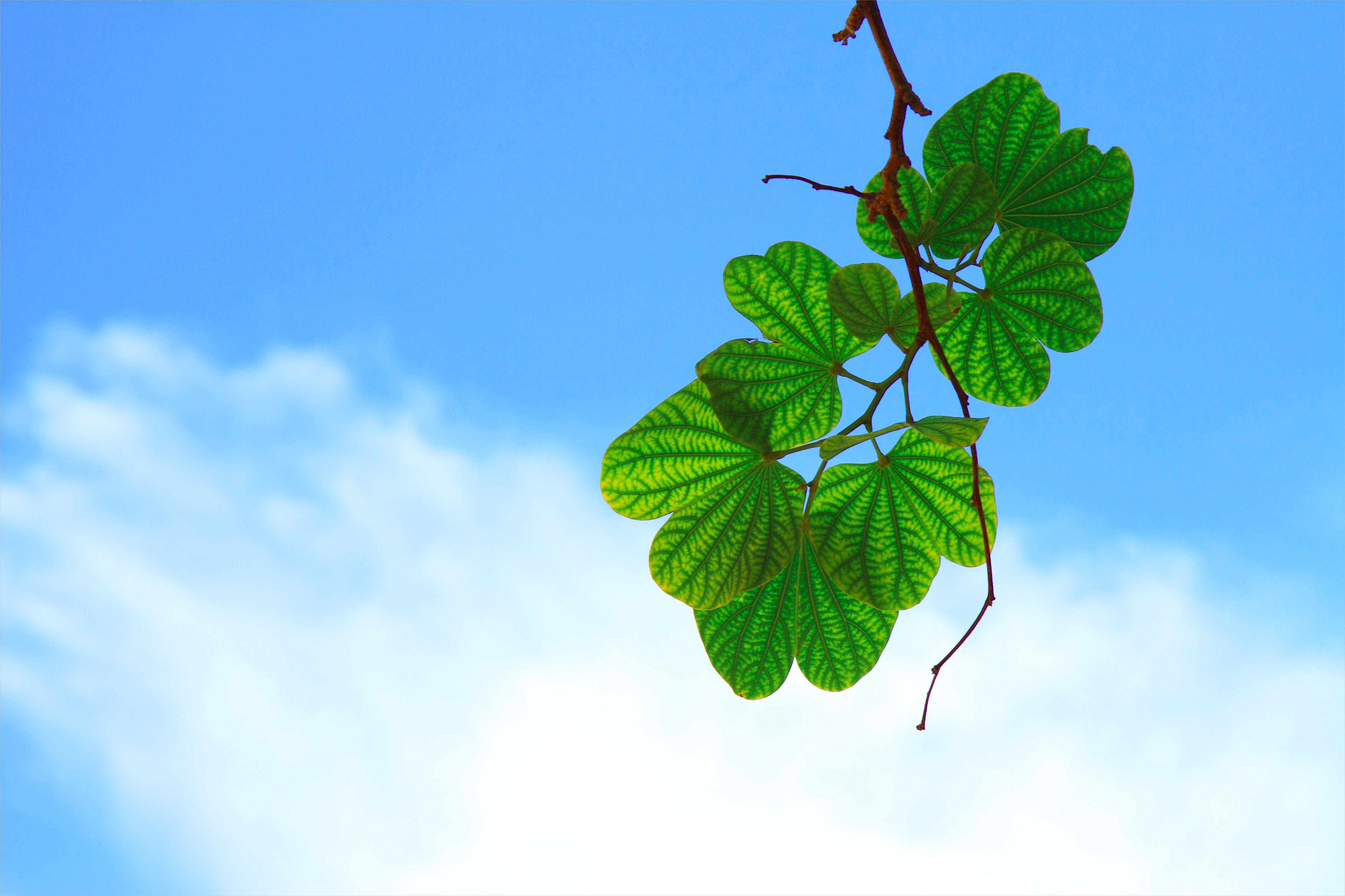 Backlit Leaves Under Blue Sky Background