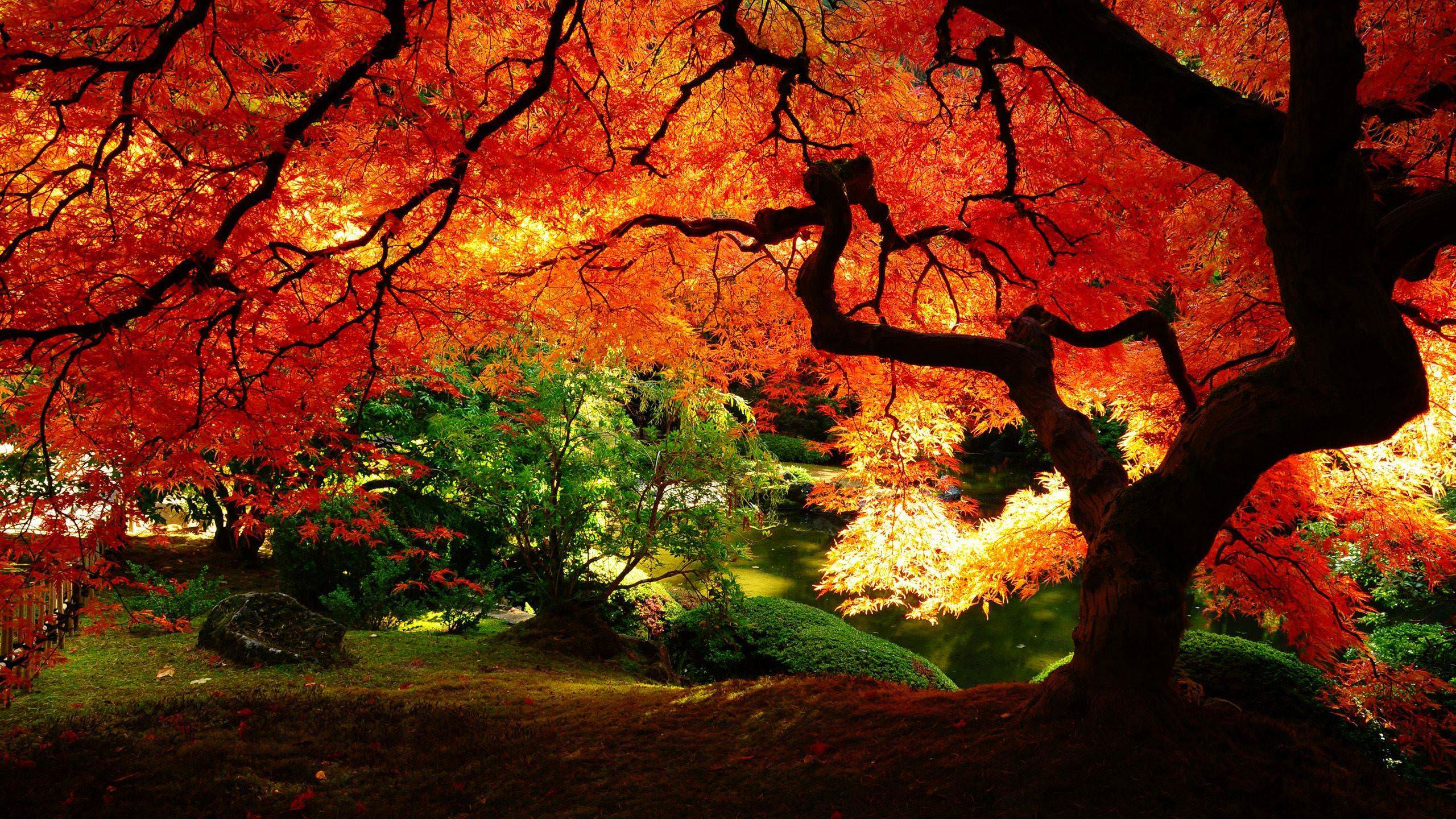 Beautiful Autumn HD Wallpaper