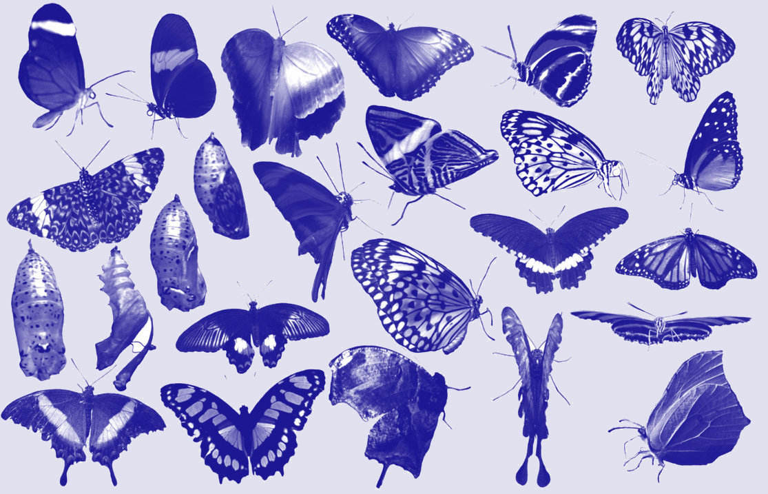 Beautiful Blue Butterfly Photoshop Brushes