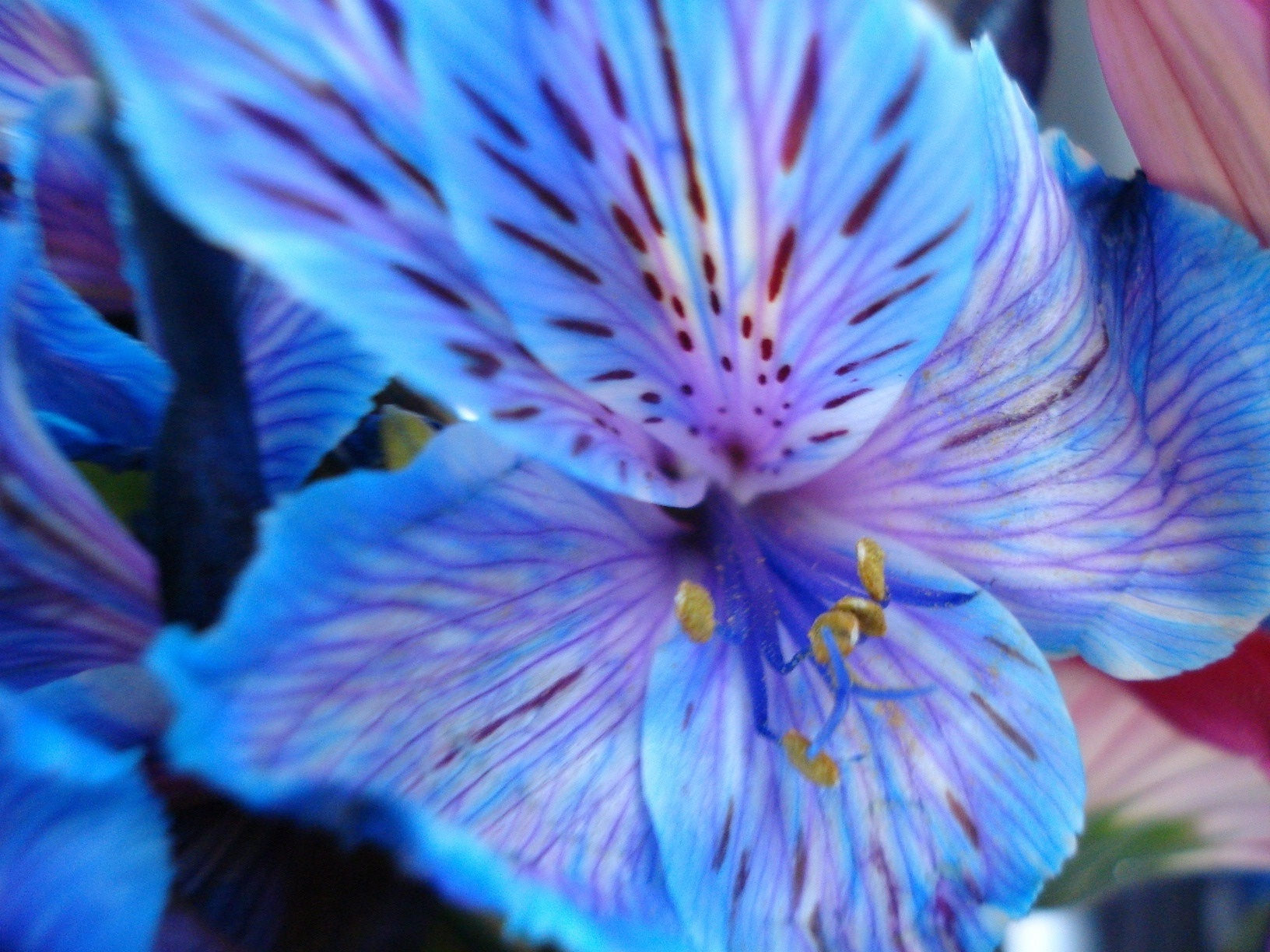 Beautiful Blue Flower Background