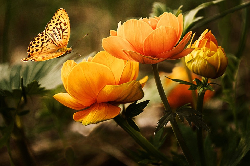 Beautiful Butter Fly on Flower Background