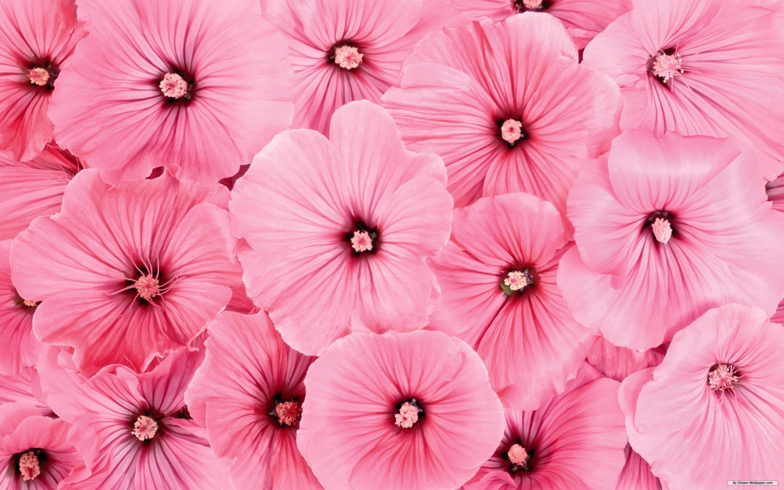 Beautiful Pink Flowers Background