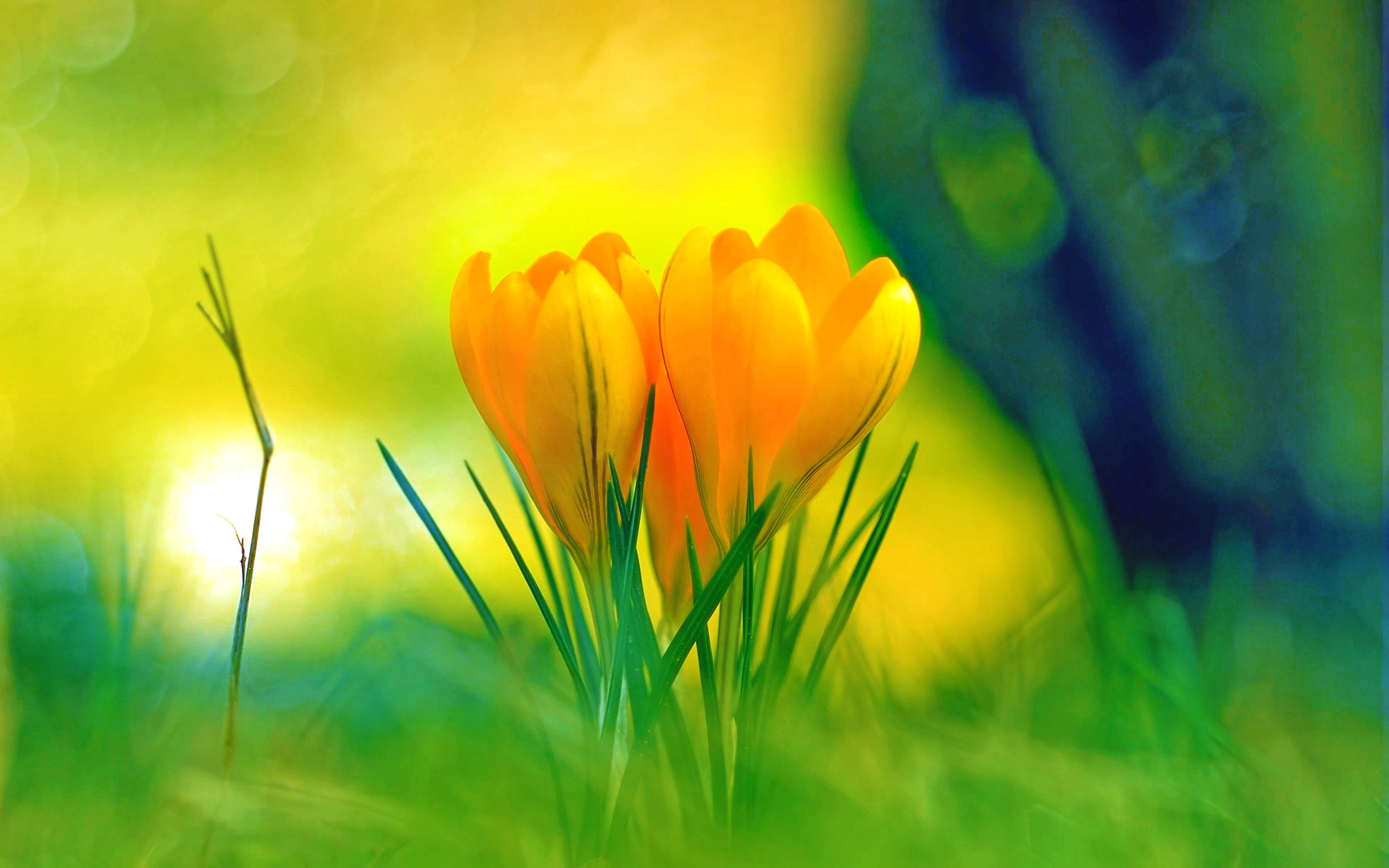 Beautiful Yellow Flower Background For Free