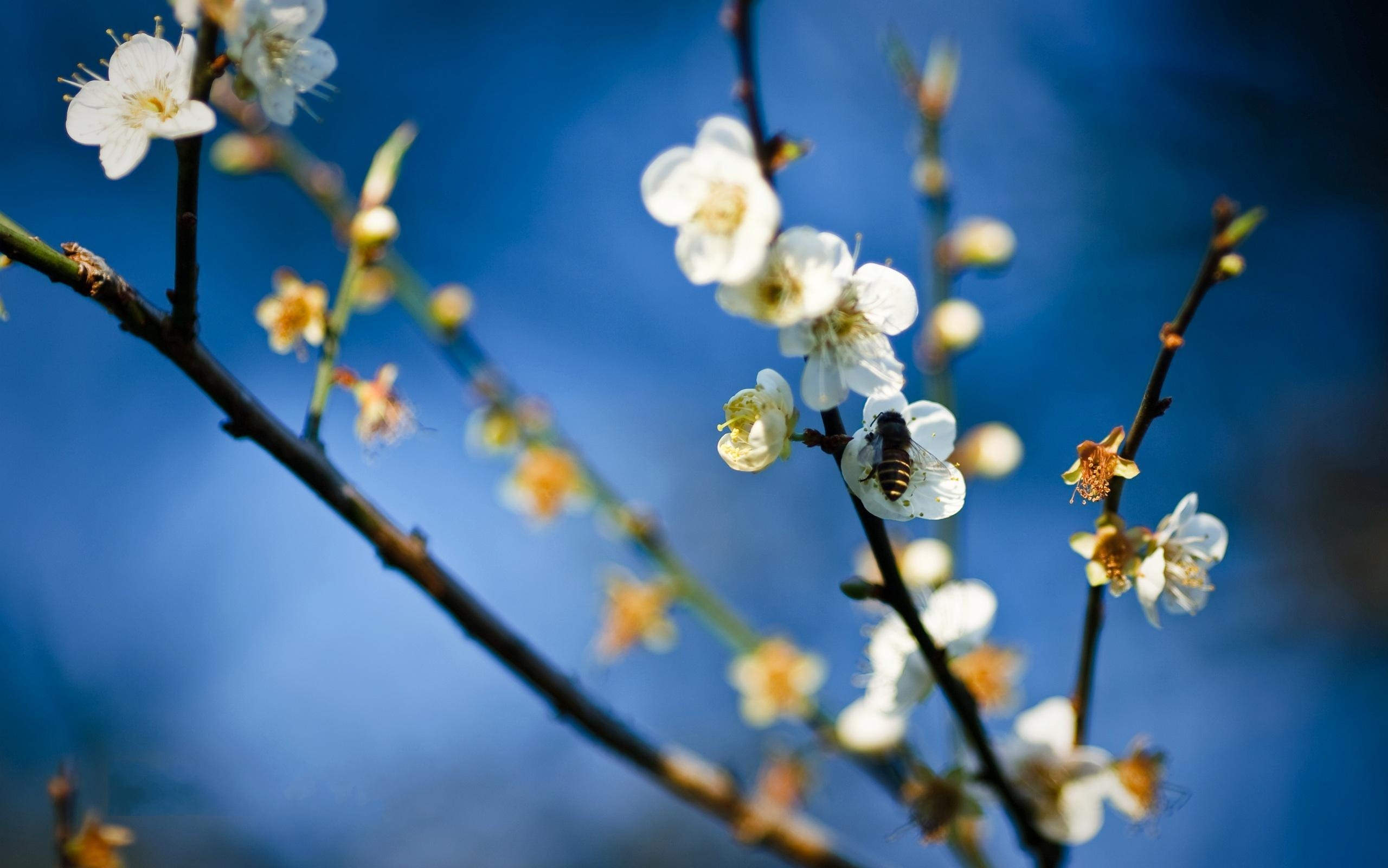 Bee on White Flowers Background