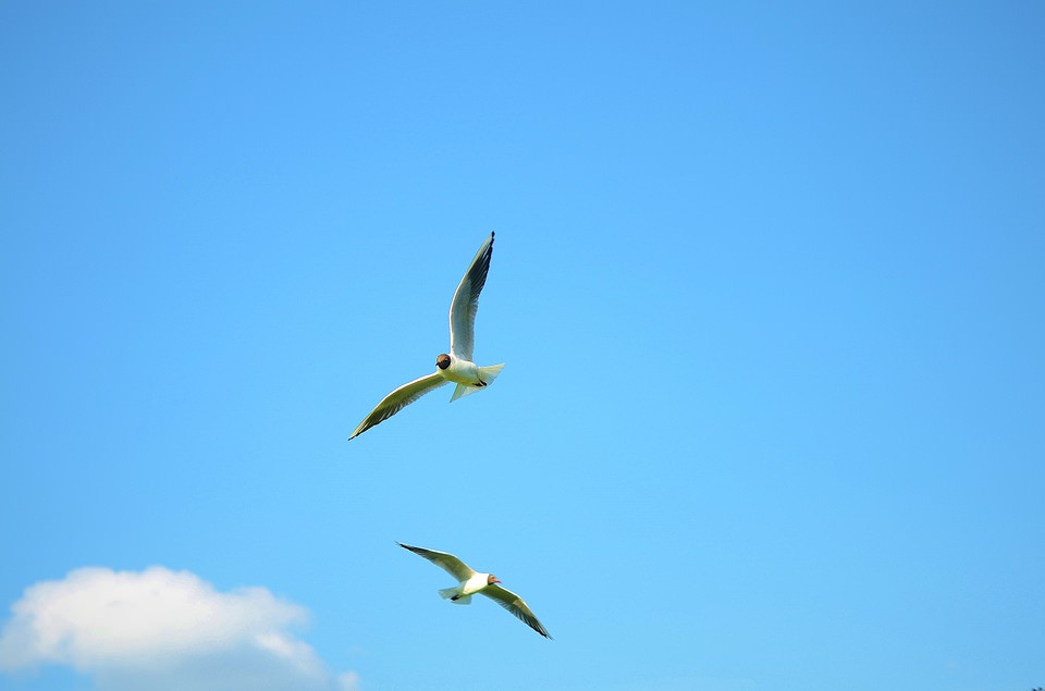 Birds Flying in Blue Sky Background For Free