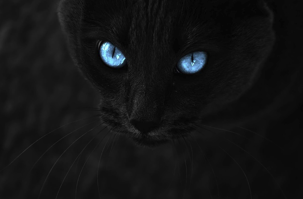 Black Cat with Blue Eyes Background