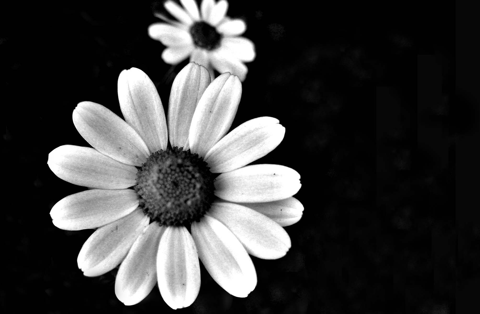 Black & White Floral Wallpapers | Floral Patterns | FreeCreatives