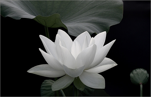 Black and White Lotus Flower Wallpaper