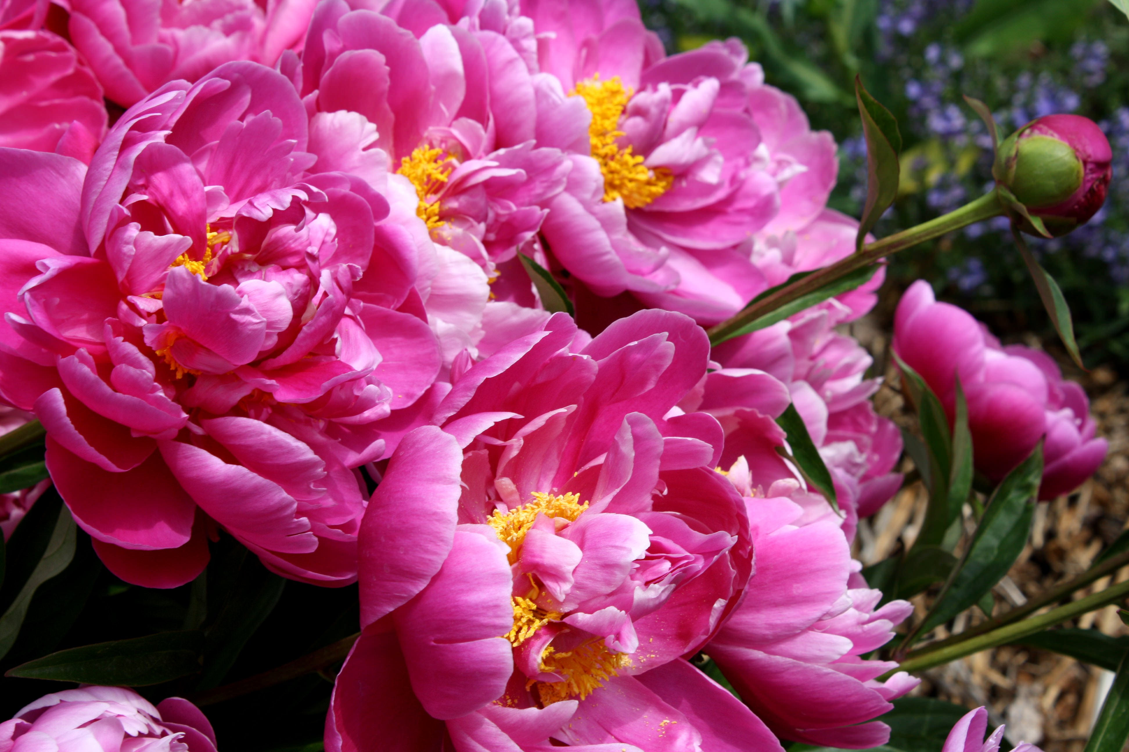 Bright Pink Peony Flowers Background