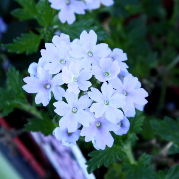 Bunch of White Flowers Background