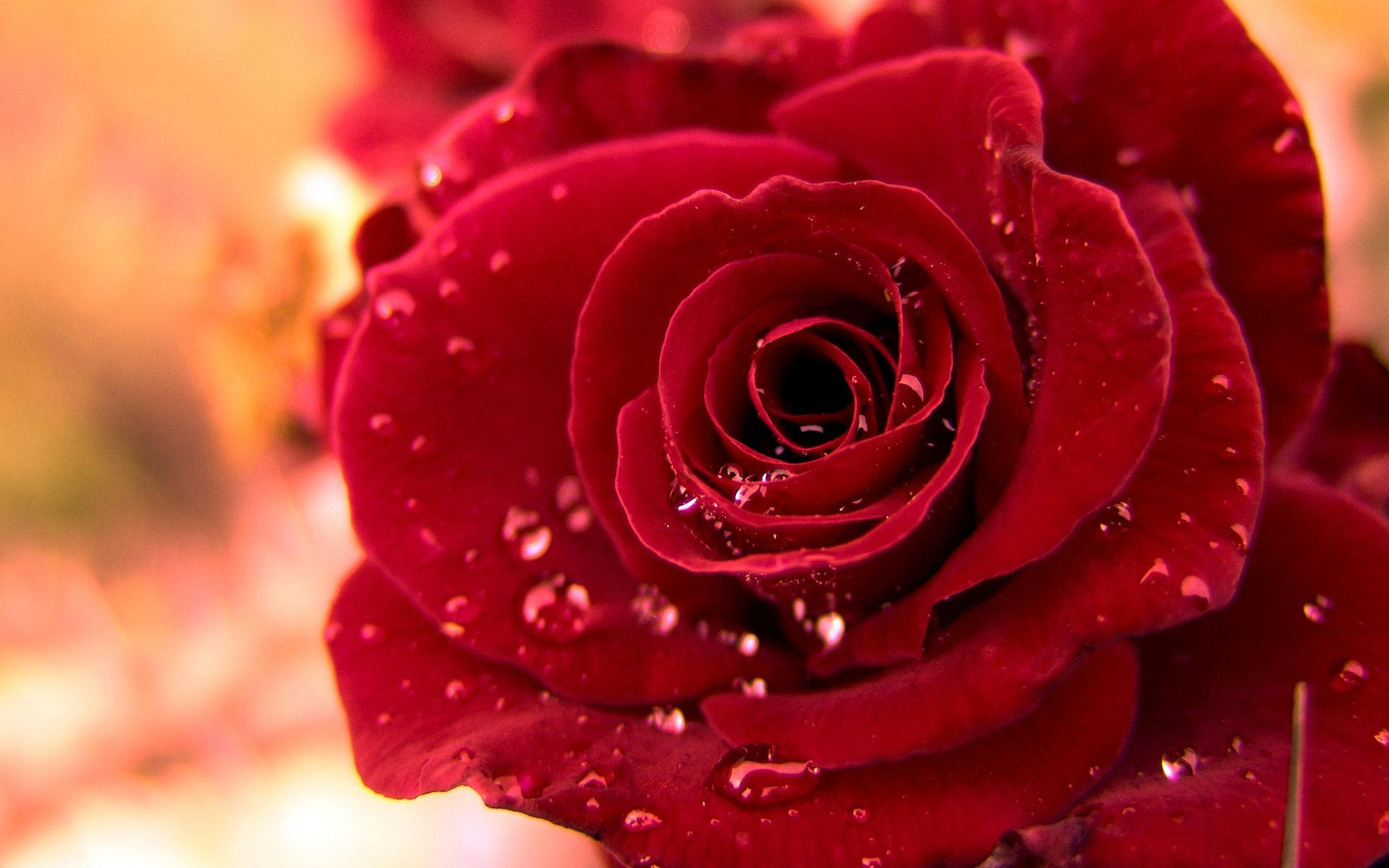 cool background of red rose flower