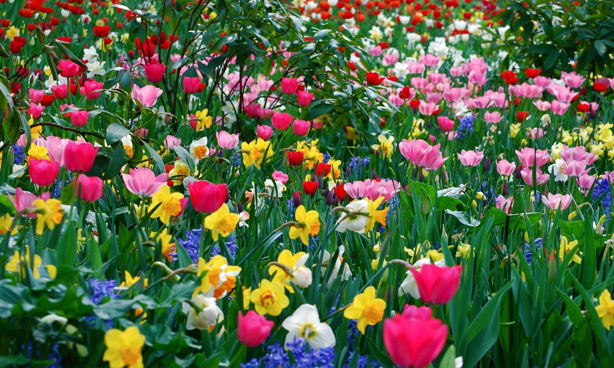 Cool HD Spring Flowers Background