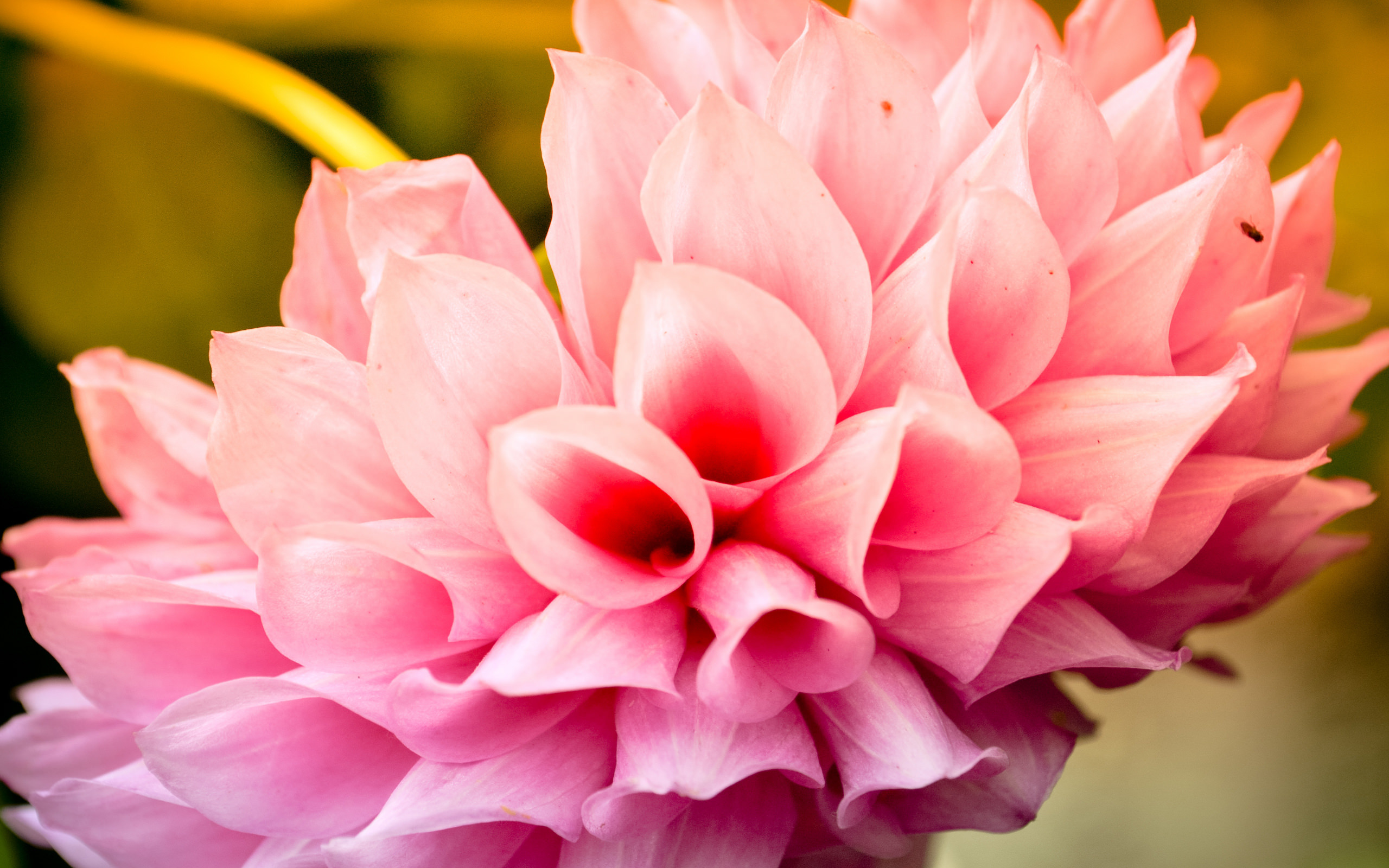 Cool Pink Flower Background