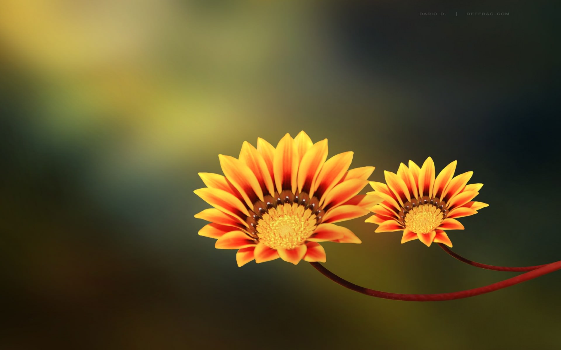 20+ Cute Flower Backgrounds | Wallpapers | FreeCreatives