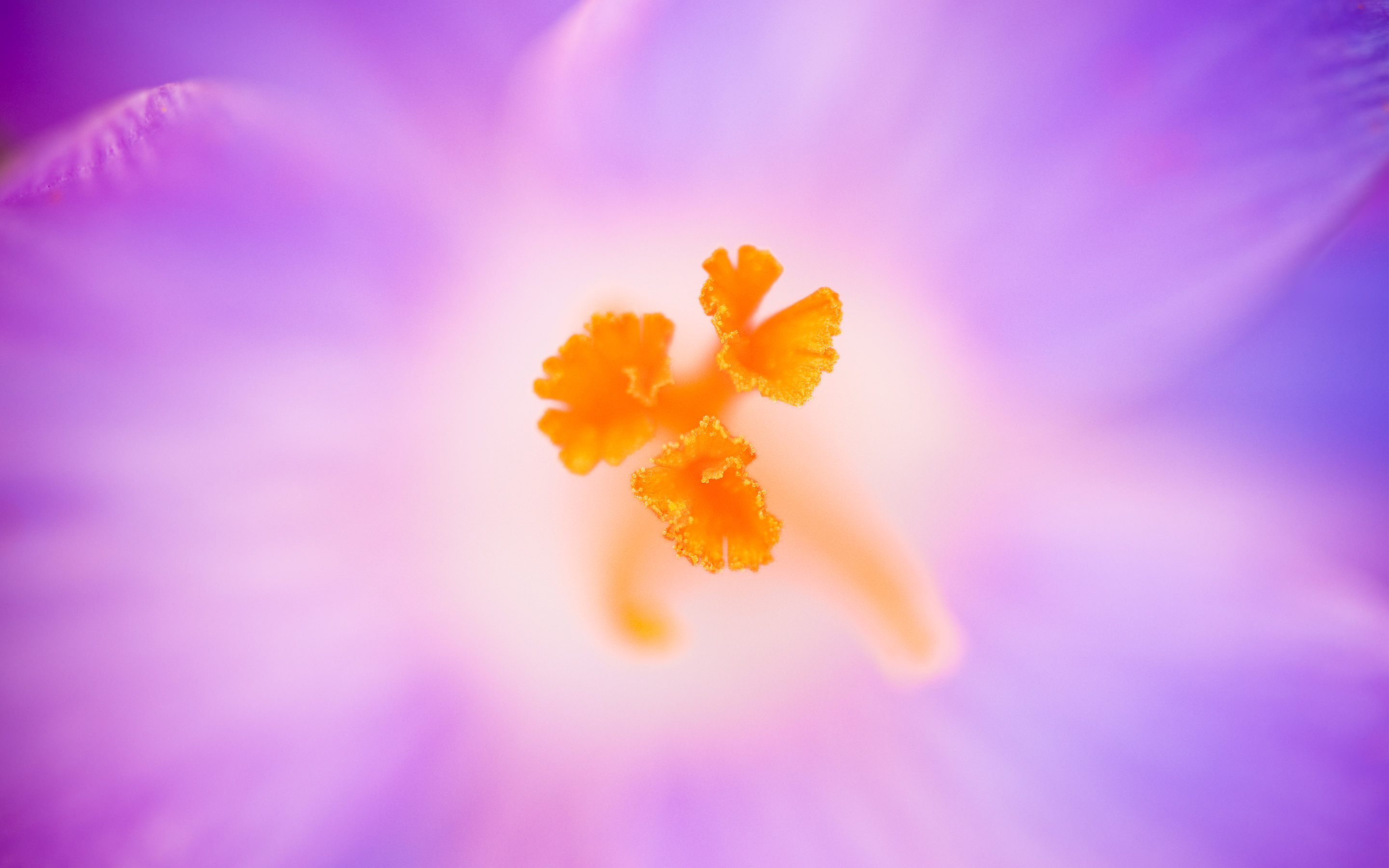 Cute Orange Flower Background