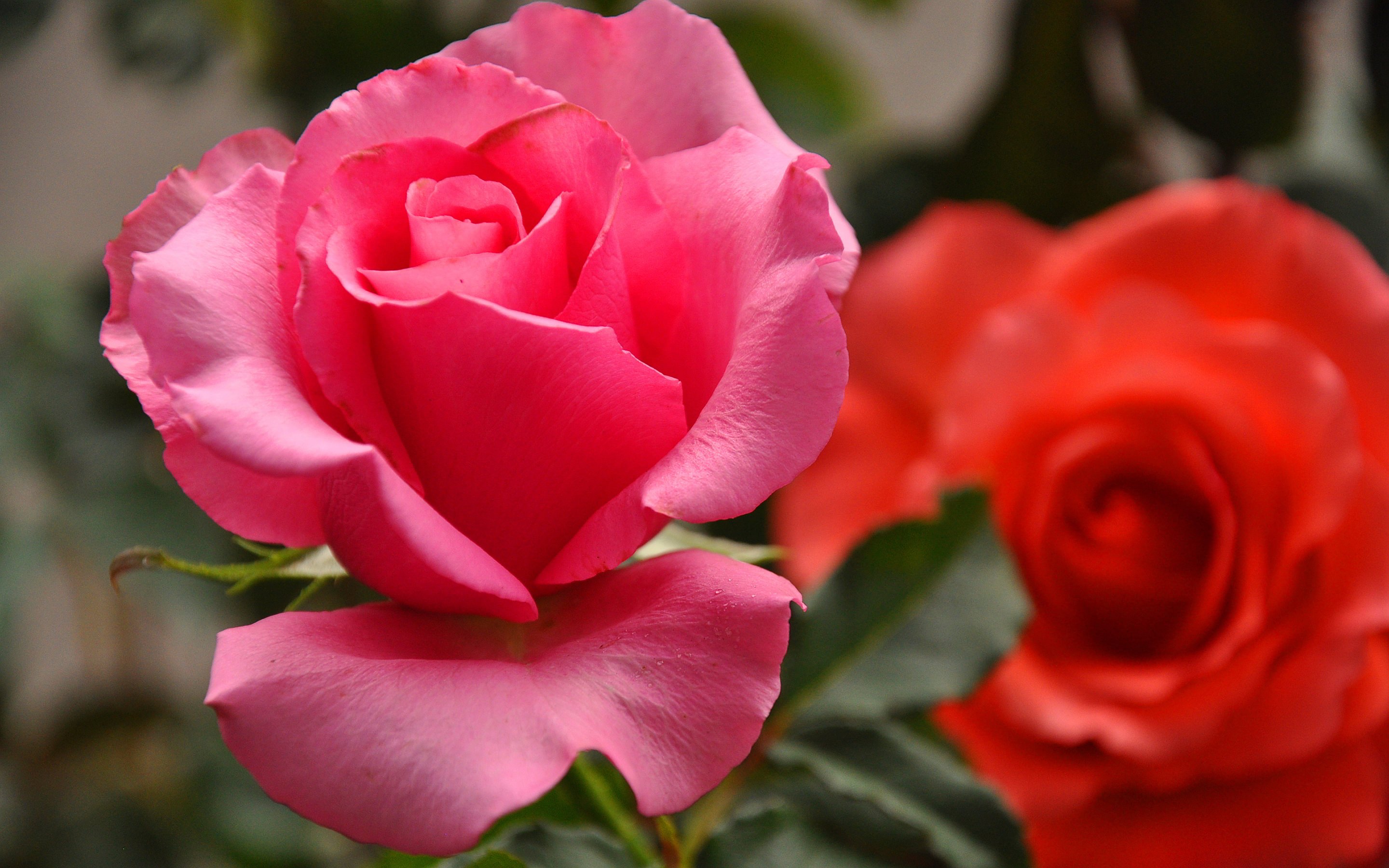 Cute Pink & Red Rose Background